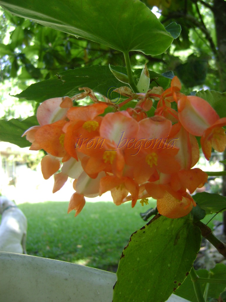 Angel Wing Begonia Orange Sherbert