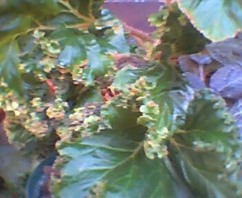 Rhizomatous Begonia Crestabruchii