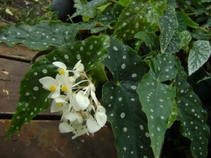 Begonia maculata var. ‘Wightii'