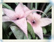 Stapelia gigantea also called the starfish flower