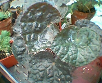 Begonia George Fewkes