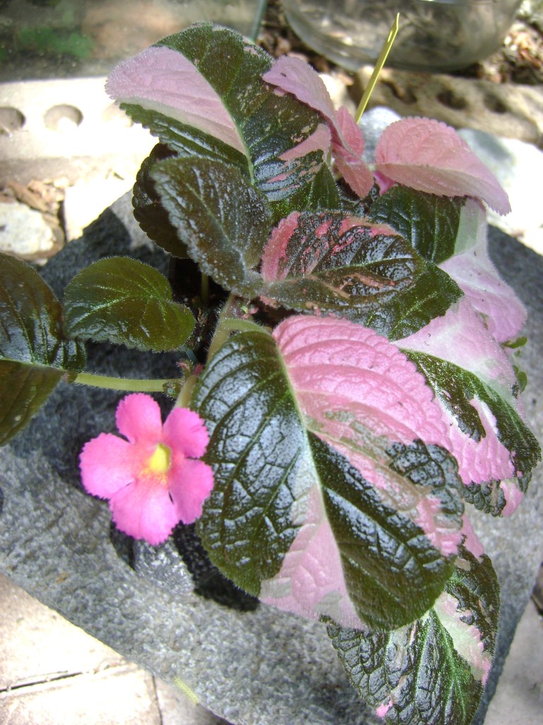 Episcia Ember Lace blooming deep pink flower