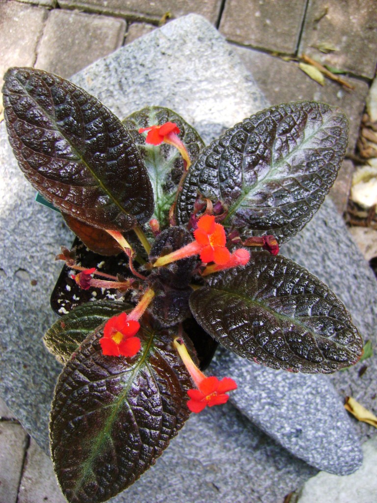 Episcia Black Foot Blooming red and orange flowers